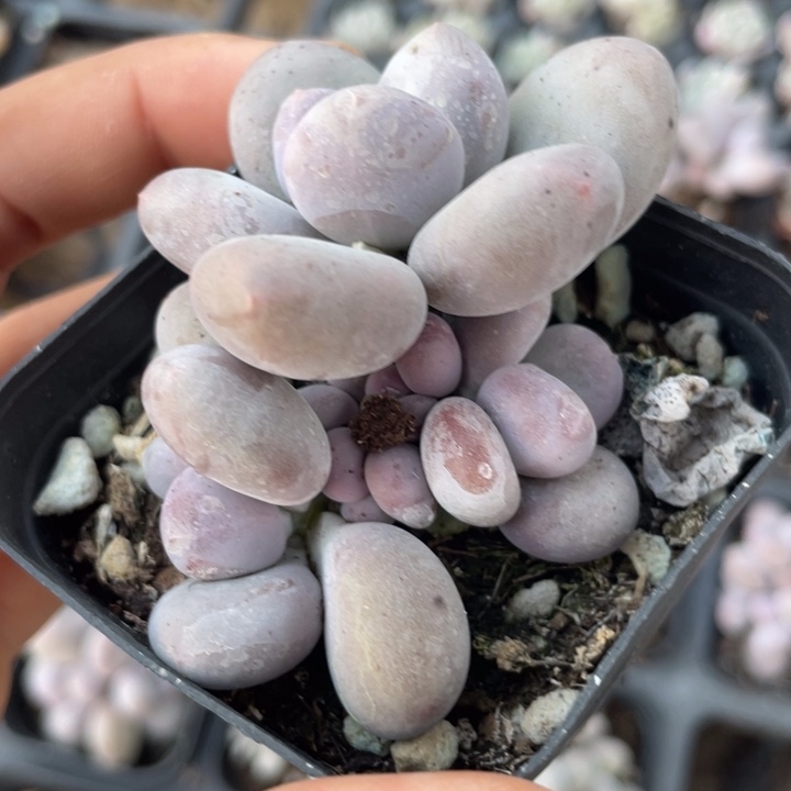 一物一拍彩虹奶满18包邮