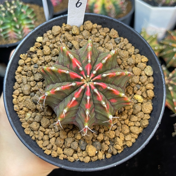 烟火肋骨 精品 一物一拍 脱土发货