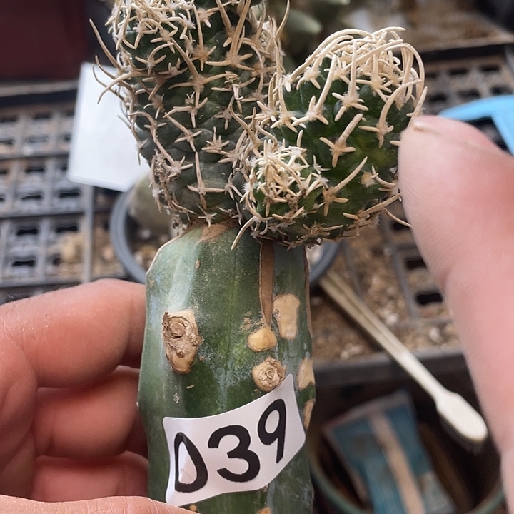 仙人球飞鸟039号球