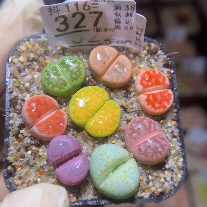 精品生石花116.327