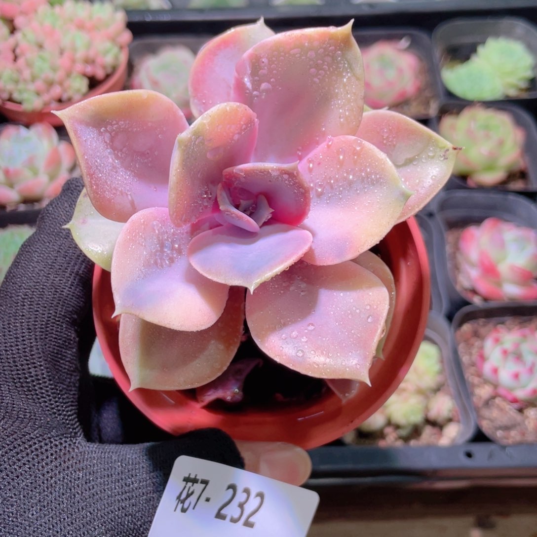 花利美7-232彩虹