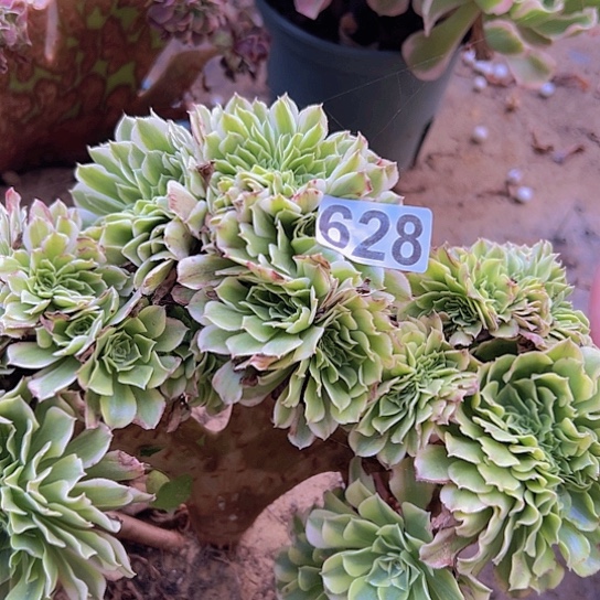 爱***姐多肉植物一个绿豆沙