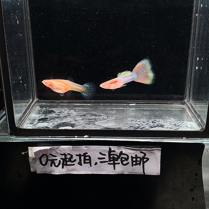 孔雀鱼天使彩虹一对