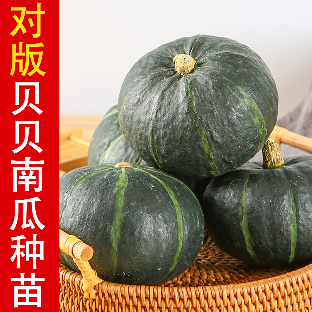 对版正版真贝贝南瓜种苗寿光苗场基地现发阳台盆栽小院秧苗小南瓜