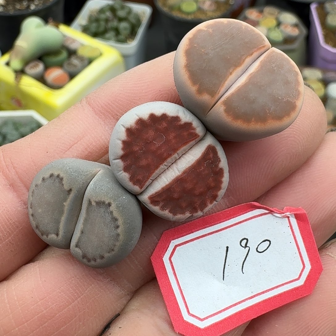 190多肉哈哈哈哈哈哈哈