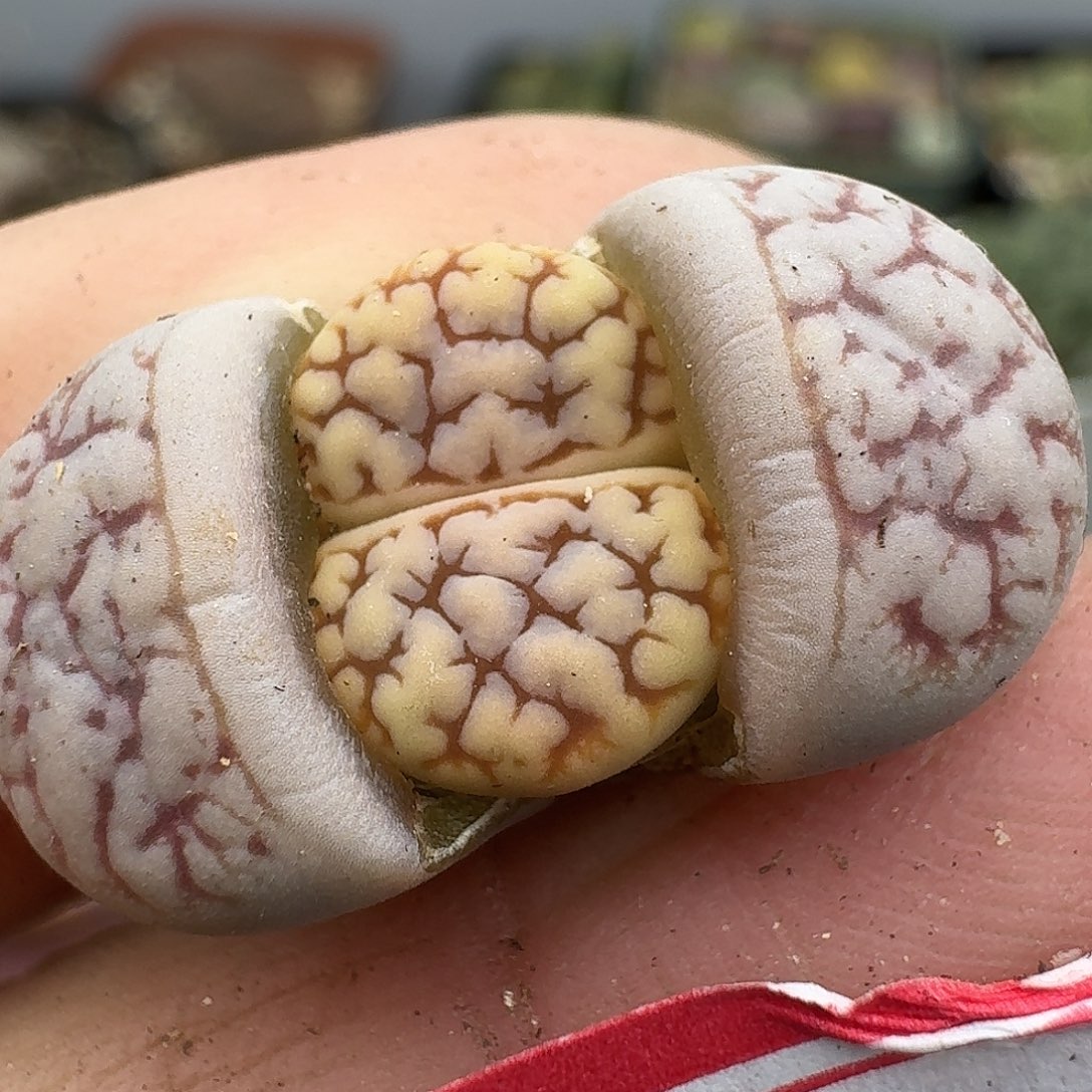 木***木多肉哈哈哈哈哈哈150