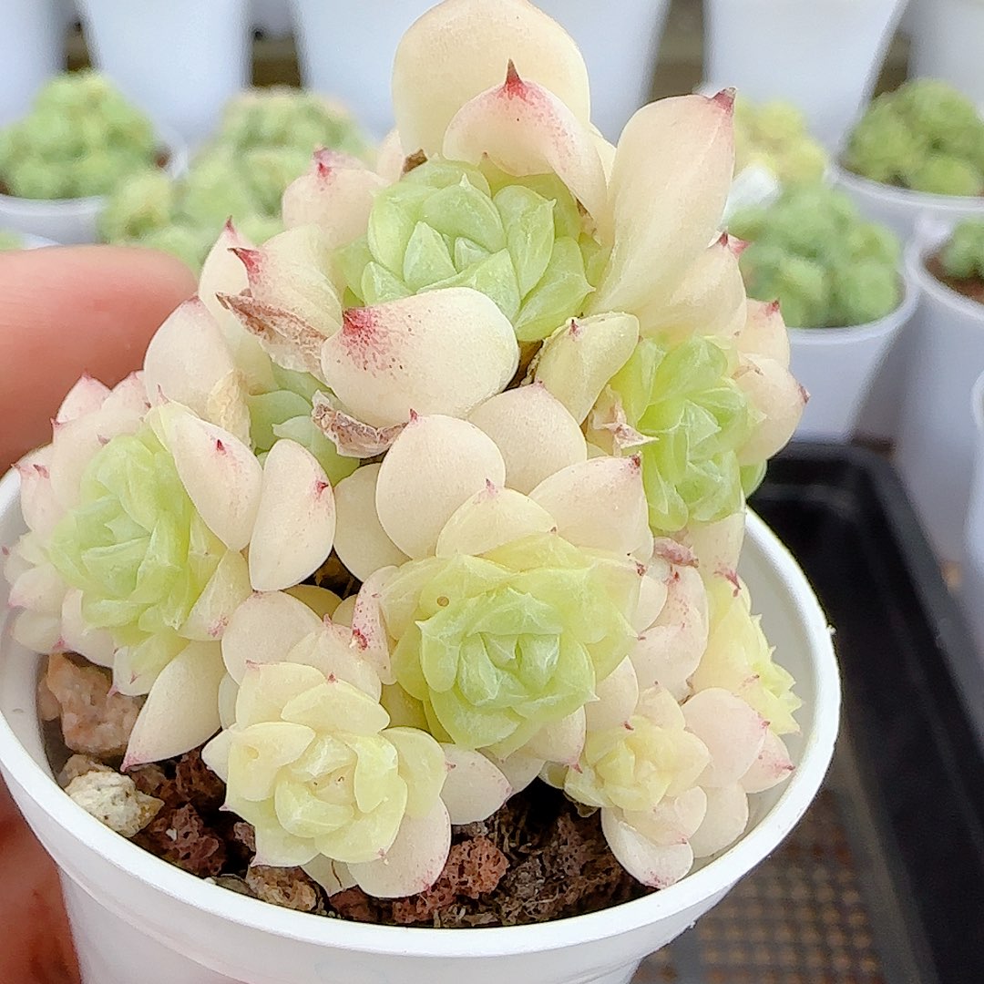 【闪购商品】0924-87开播福利