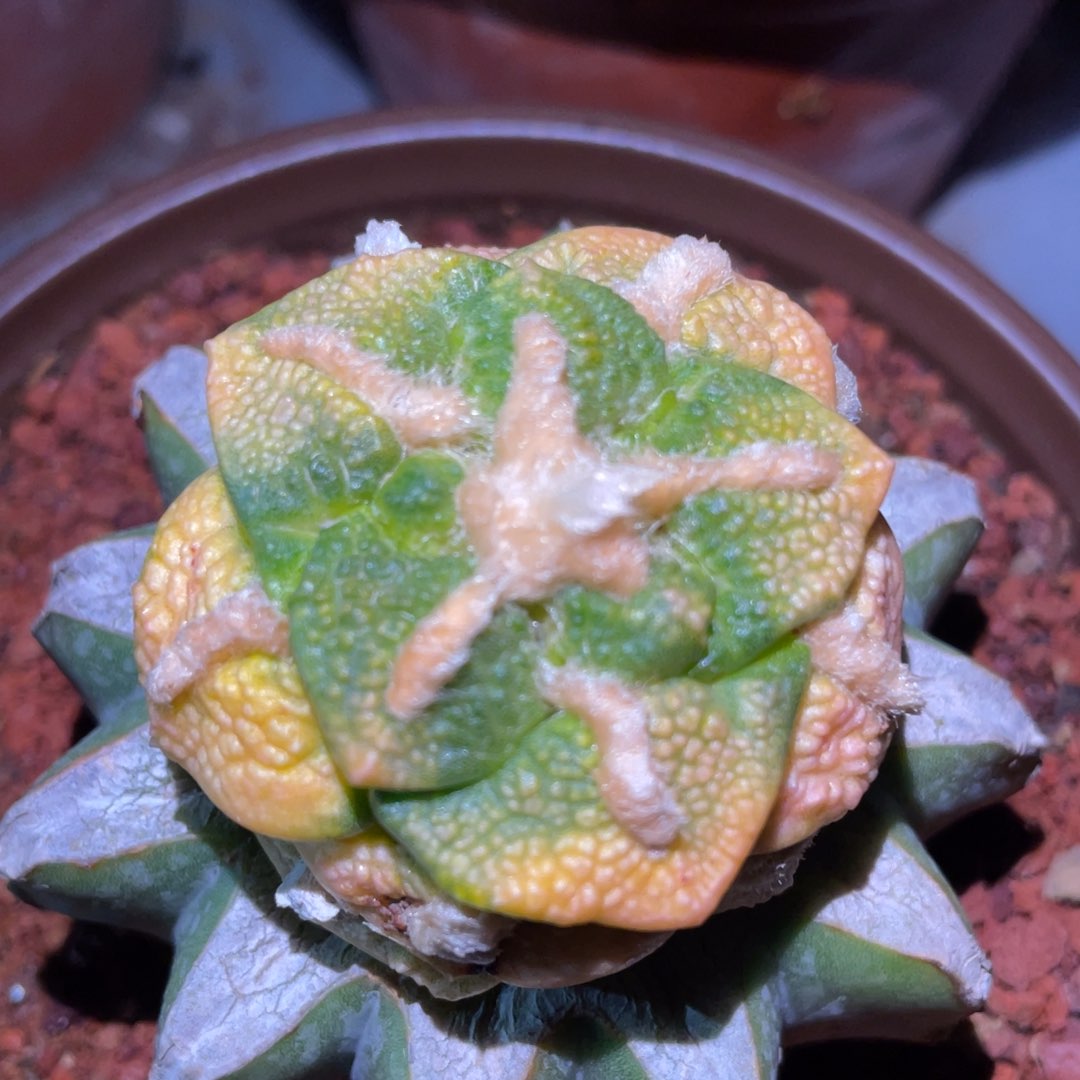 丸犹连山牡丹锦 仙人球