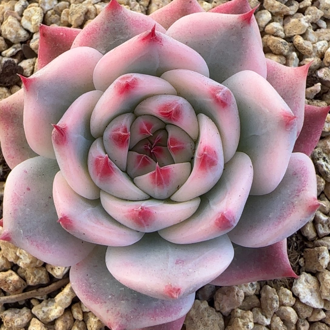 吉娃娃锦打底裤风口