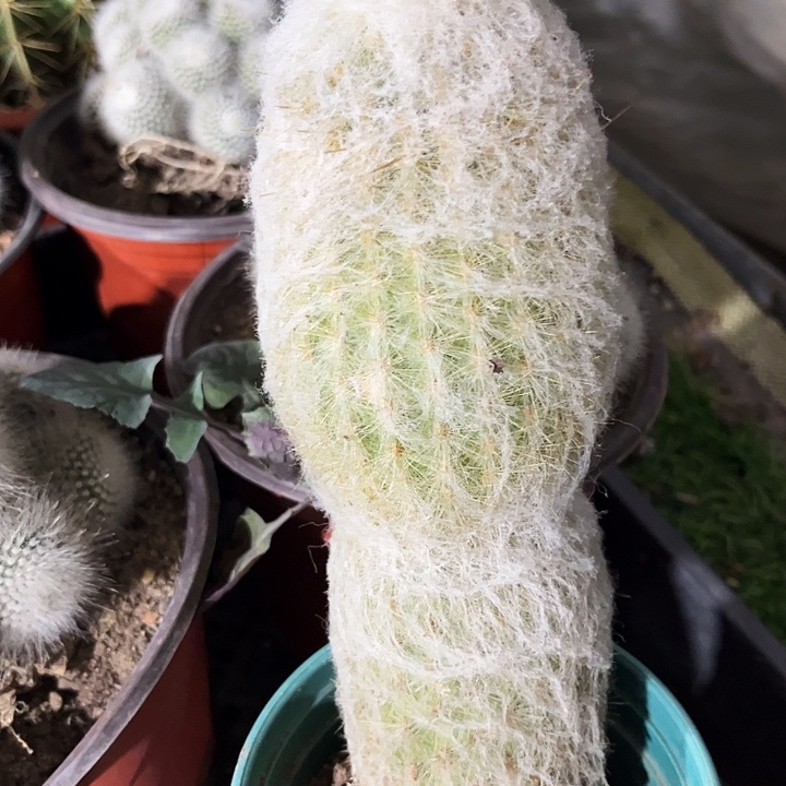 大单头老乐柱子zzzzz