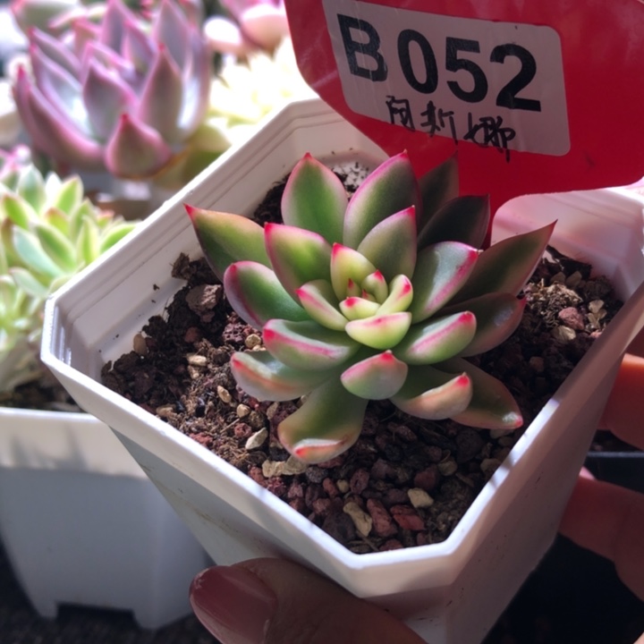 福利阿斯娜覆轮锦有根