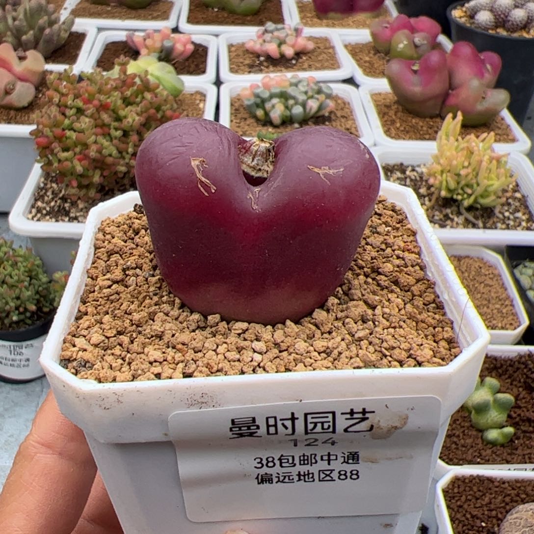 124号7年大毛2,25多肉