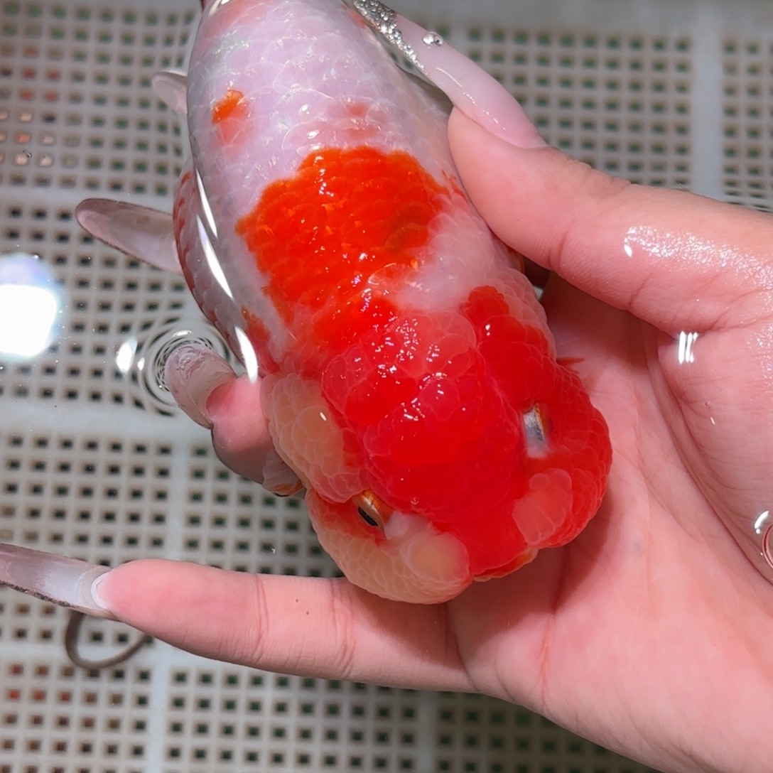 香***儿金鱼拍包装包邮，不拍包装运费到付