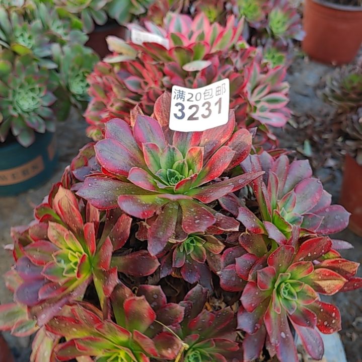 一颗安娜法师3231