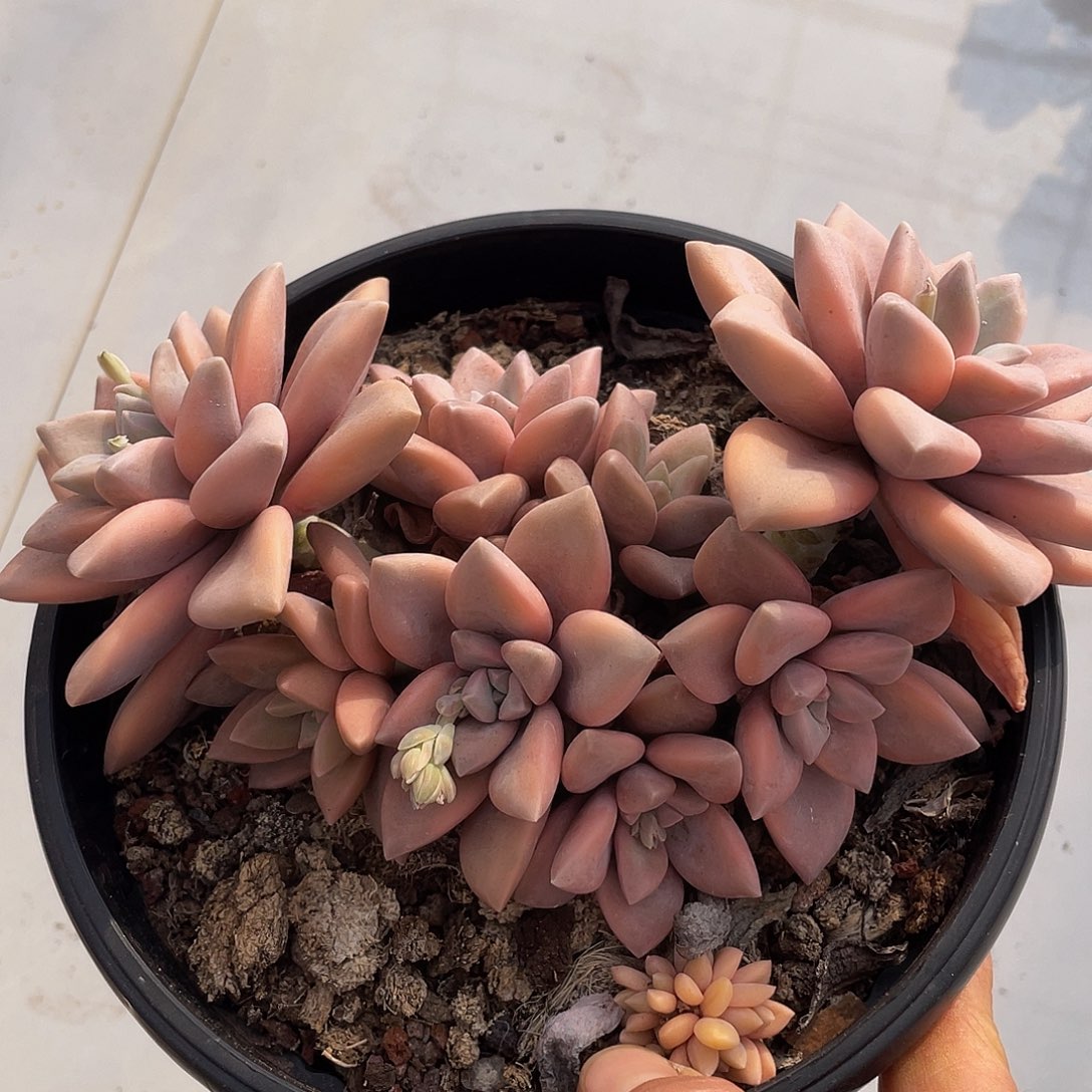 冰月锦多肉多肉多肉