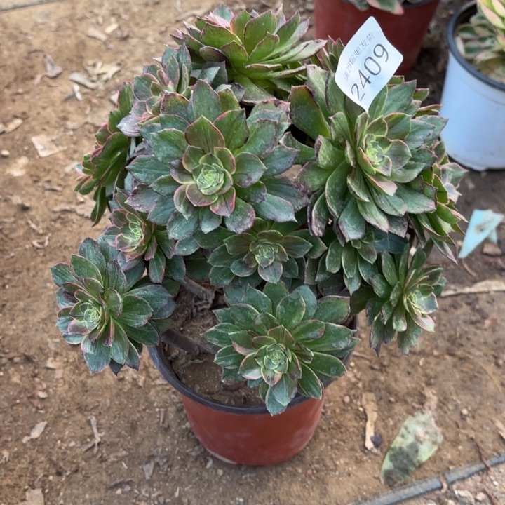 万圣节黄锦多肉2409