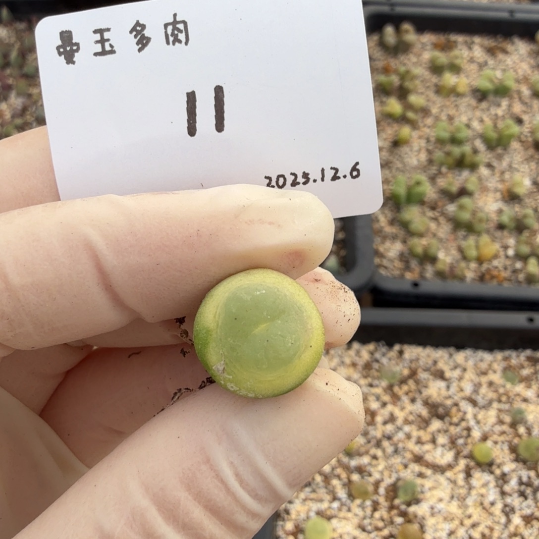 会***腿多肉多肉多肉12.6-011