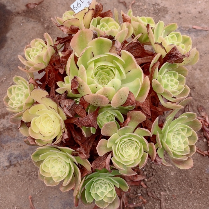 199雨荷多肉1234578