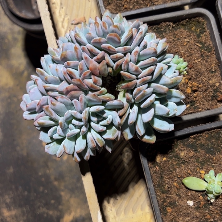 爱***单星影朵朵缀12头简单专拍