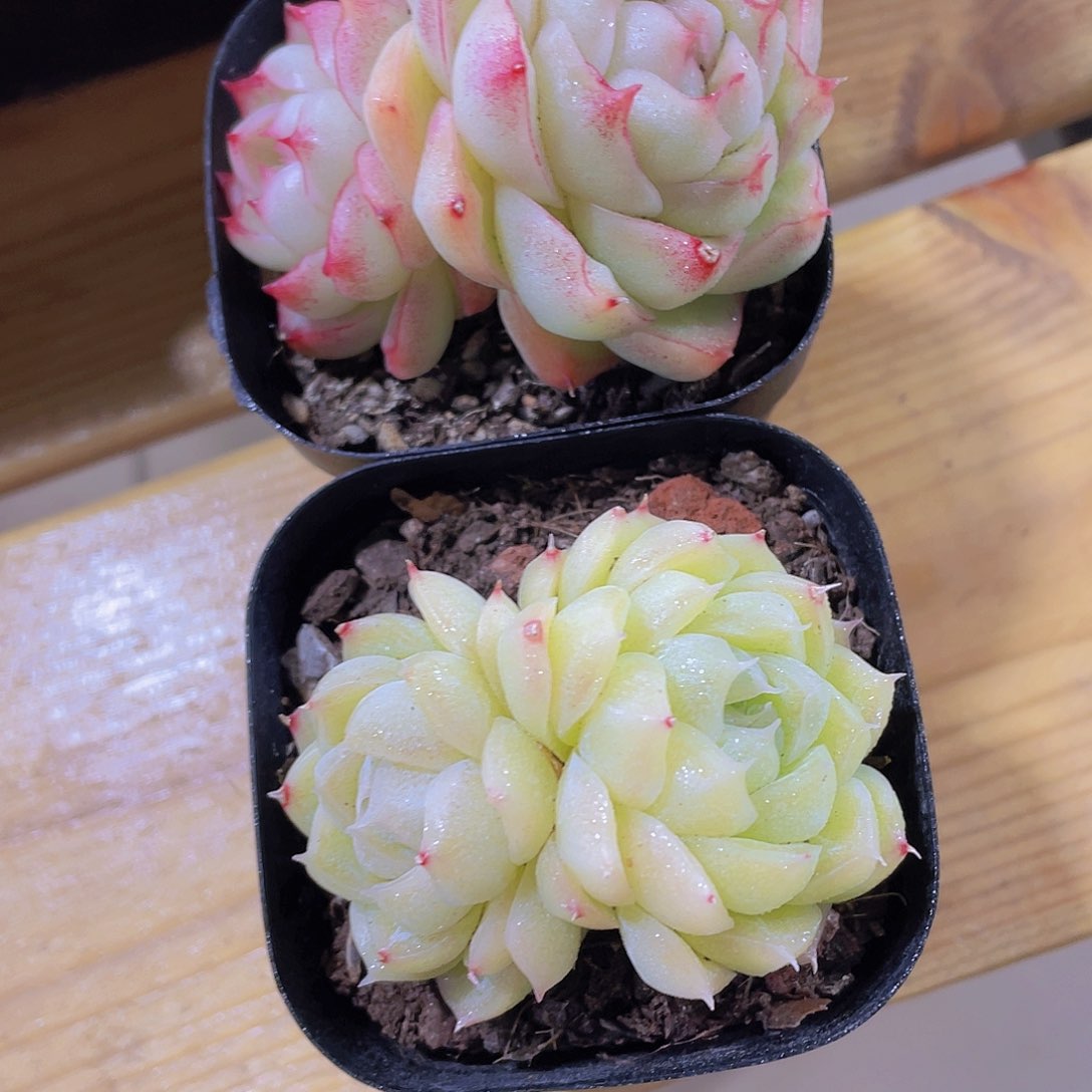 747号 天花板麦秆2个