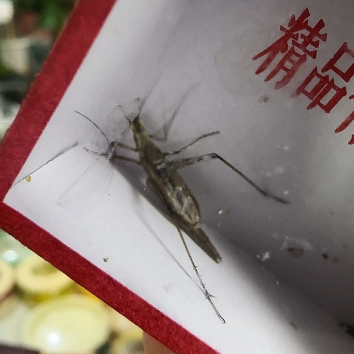 紫竹2只人工连口66666666