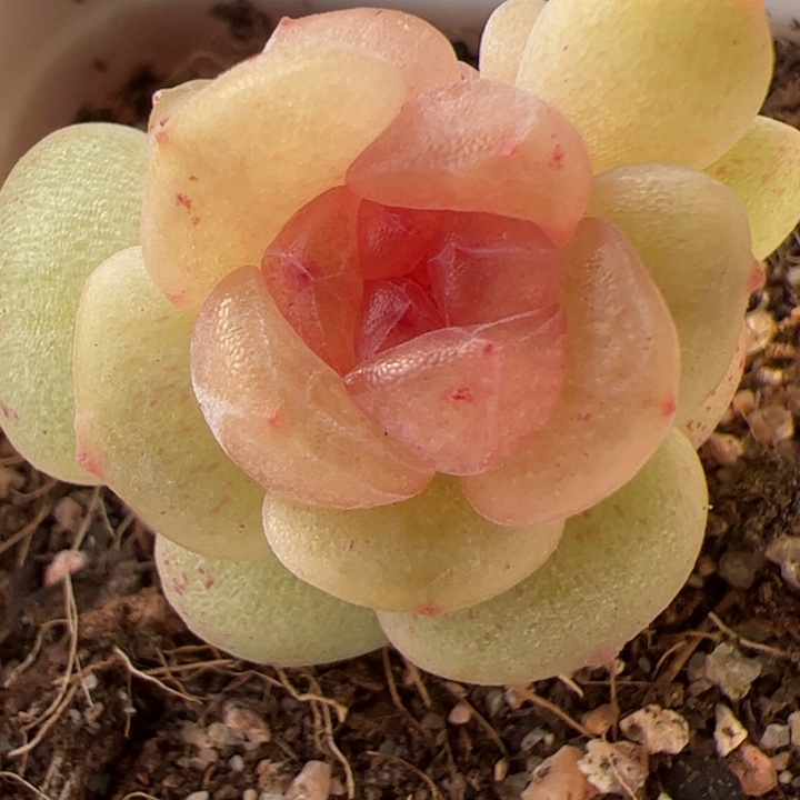 精品糖心，一物一拍，尺寸不大介意勿拍