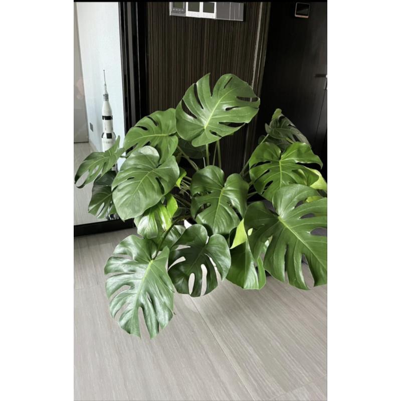 [新房必备净空神器] 高品质丛生大盆龟背竹大型室内绿植夜间释氧