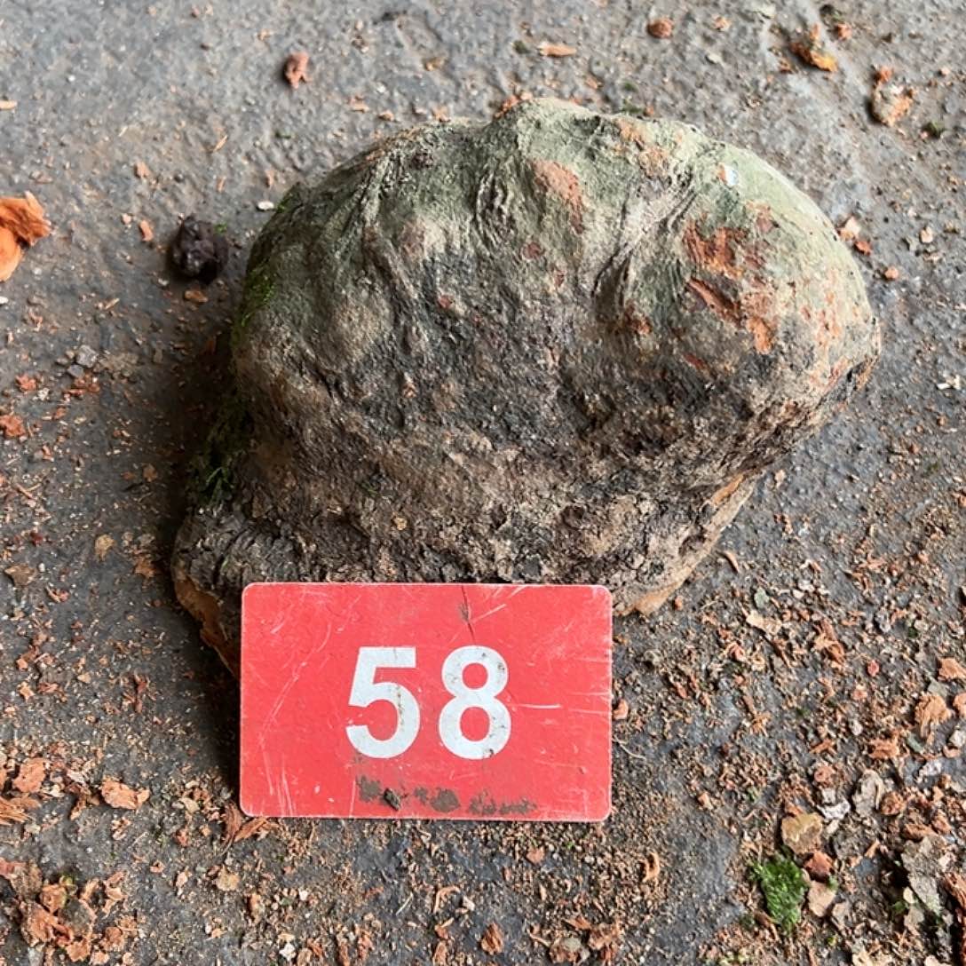 胖***龙荔枝木荔枝木毛料开盲盒不支持退货退款90