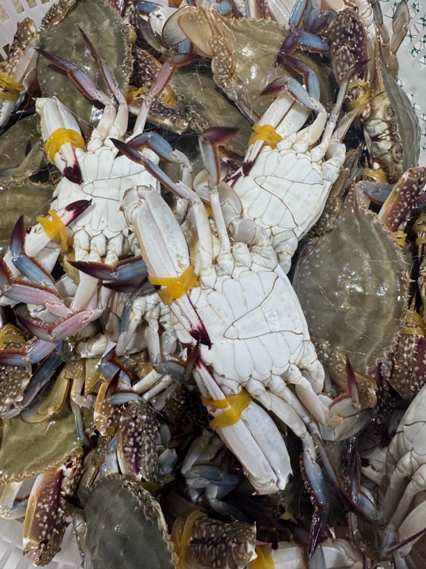 本地尖蟹 鲜活发货 现场称重 