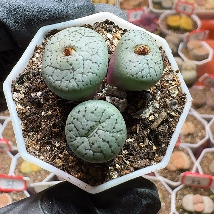 生石花233:：。  181