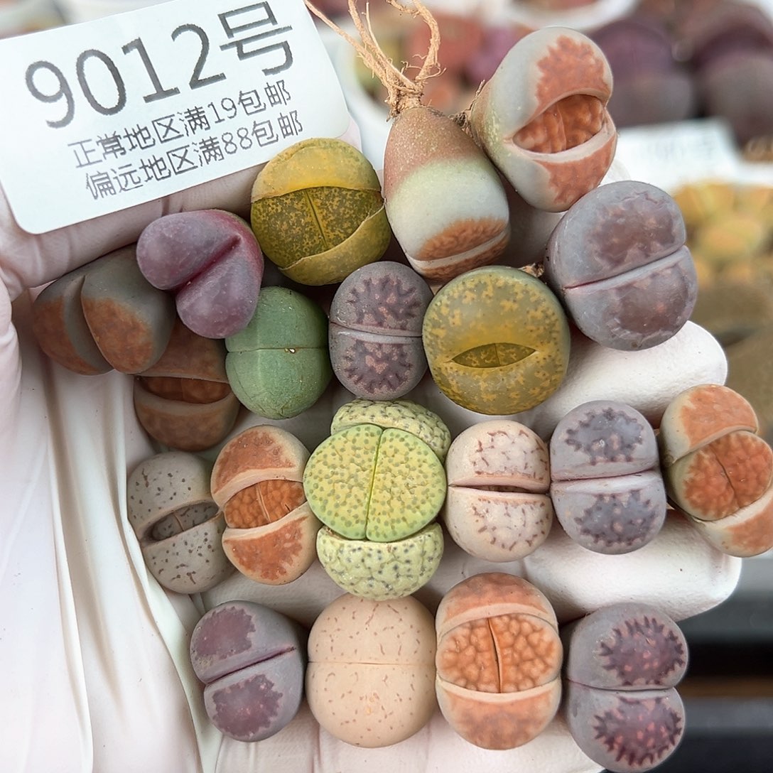 好养易活生石花大母本9012共20颗