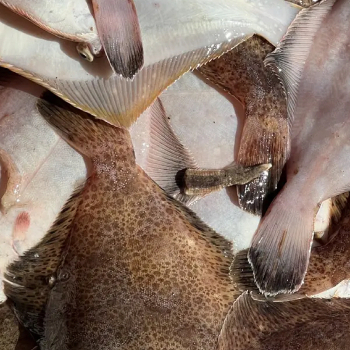 （中大号鼓眼鱼）青岛本地野生4斤【顺丰冷链包邮】