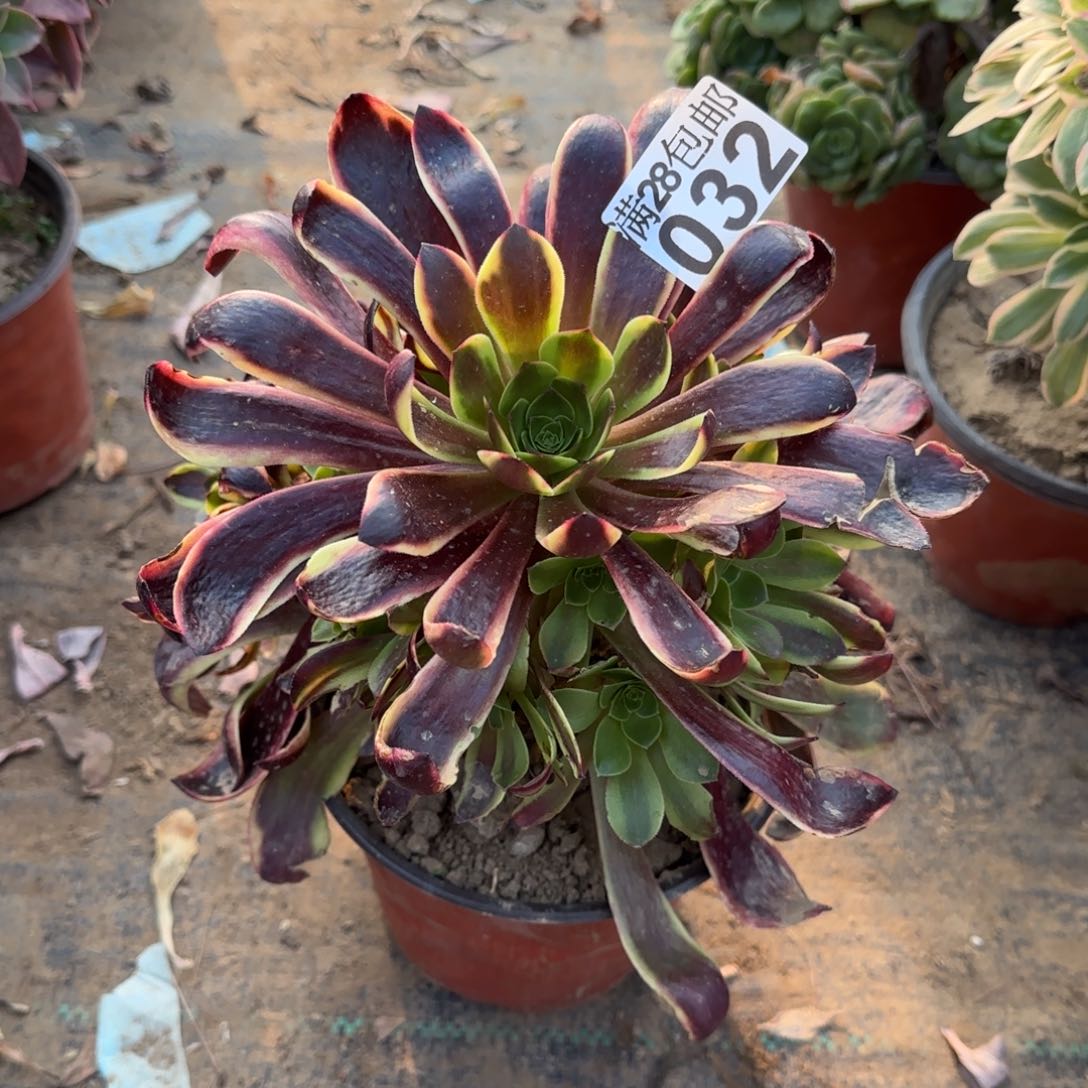 欧佳丽多肉032满28包邮断枝不包