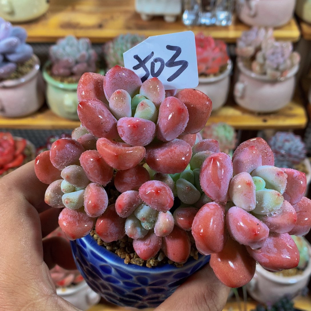 小尾巴多肉园艺5CM迷你拇指盆栽P503