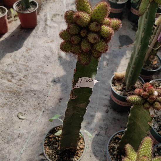 锋***2无花朵782妞锦一颗带橙色桃太郎侧芽