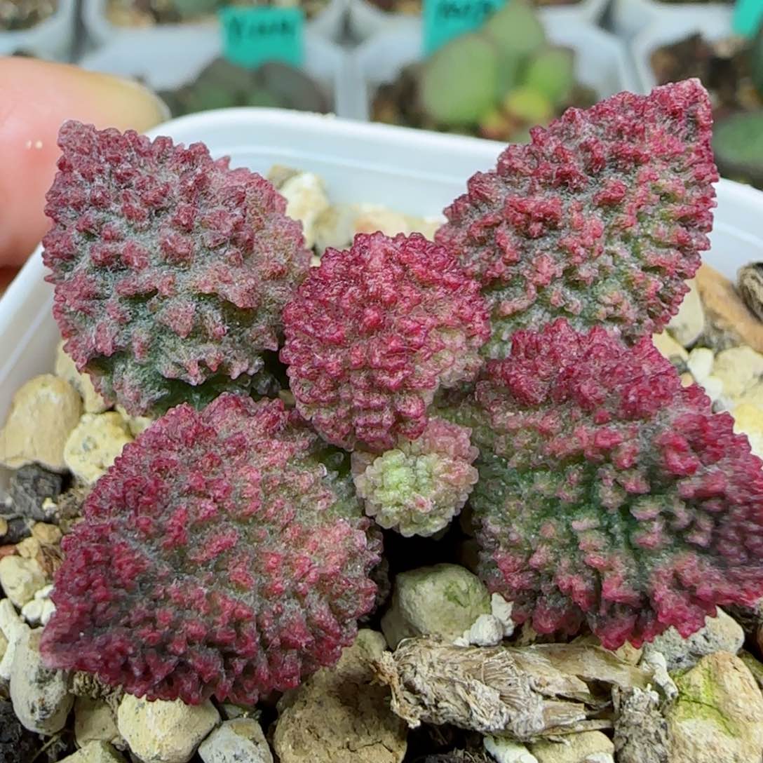 实生美尤颗粒，母本，带盆发货