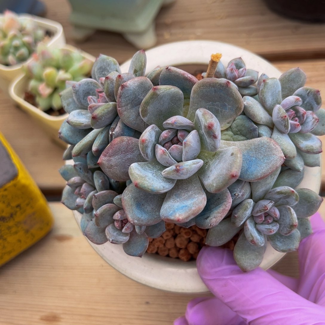  新年快乐 新年快乐