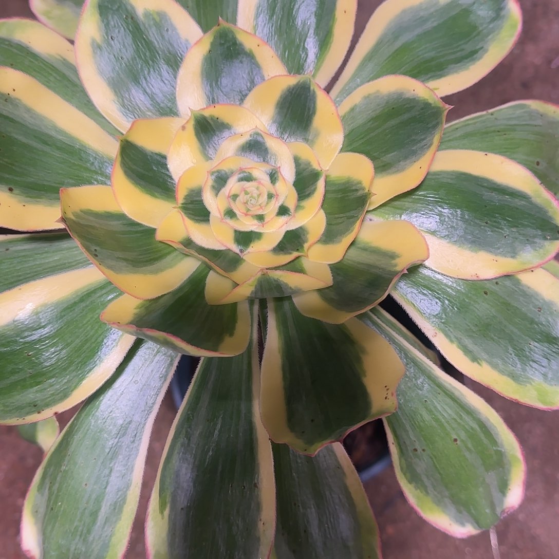 一***鱼多肉植物法师王妃299