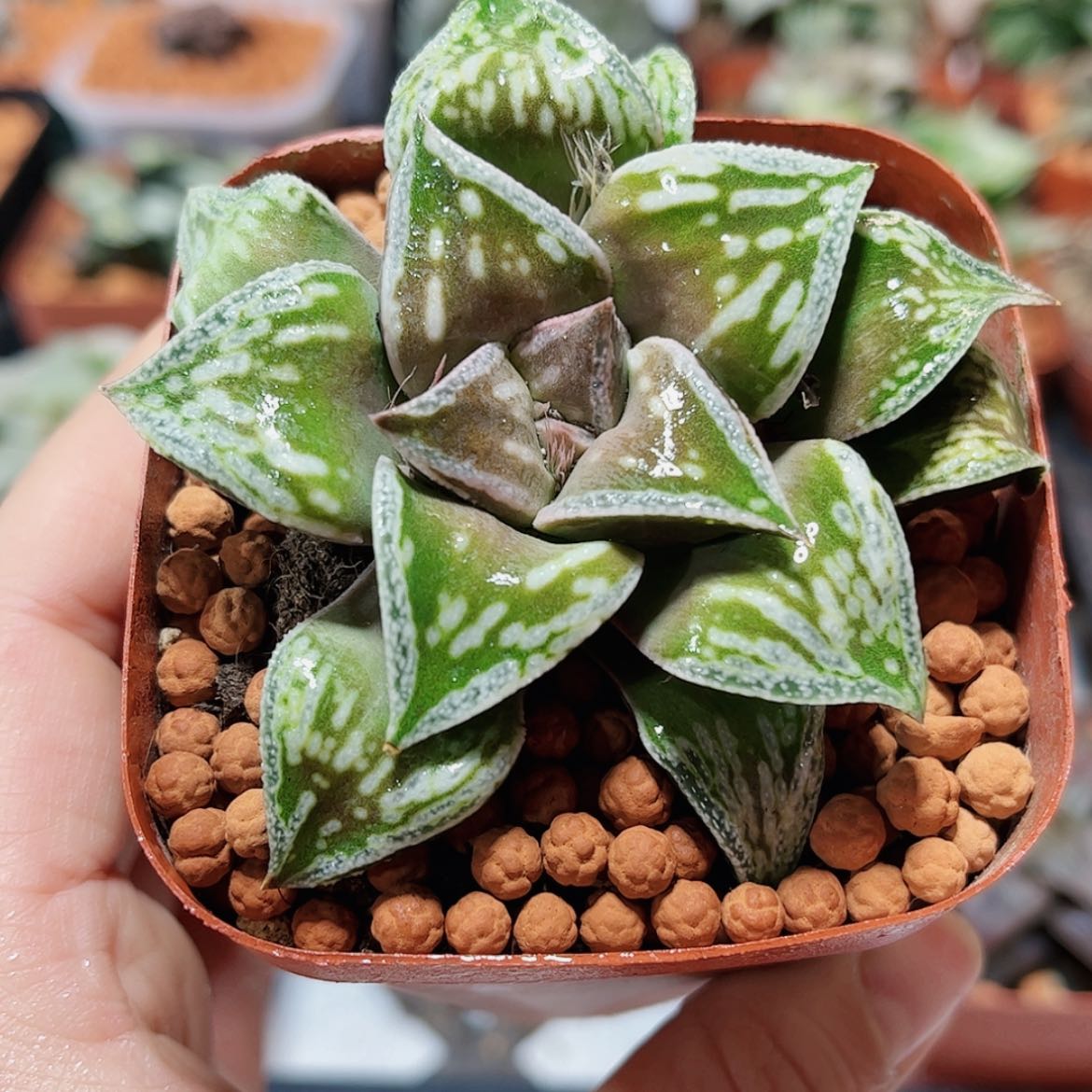 【闪购商品】铜雀台