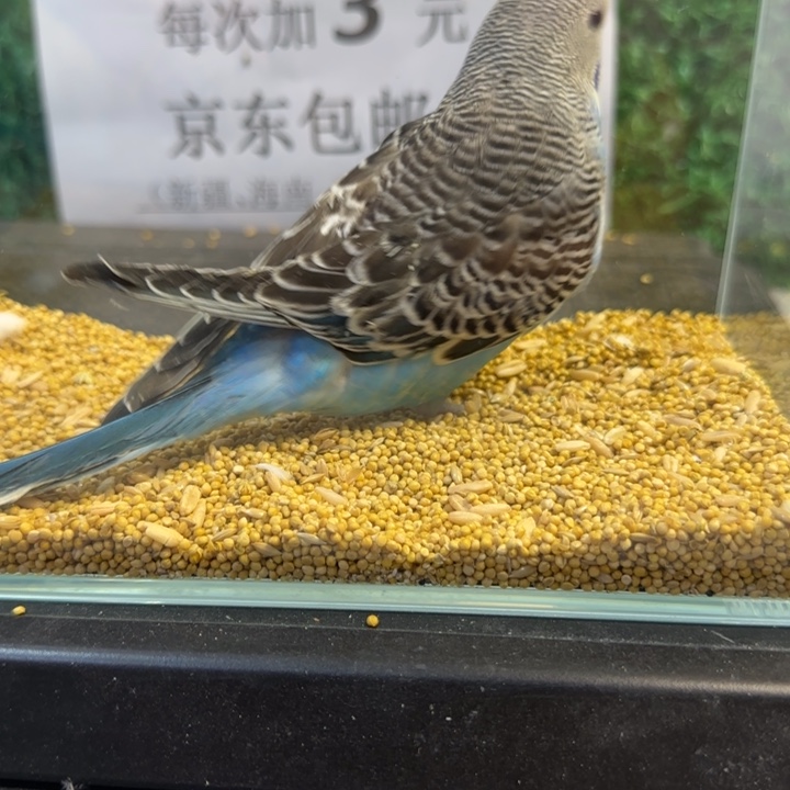 虎皮鹦鹉大头虎皮鹦鹉