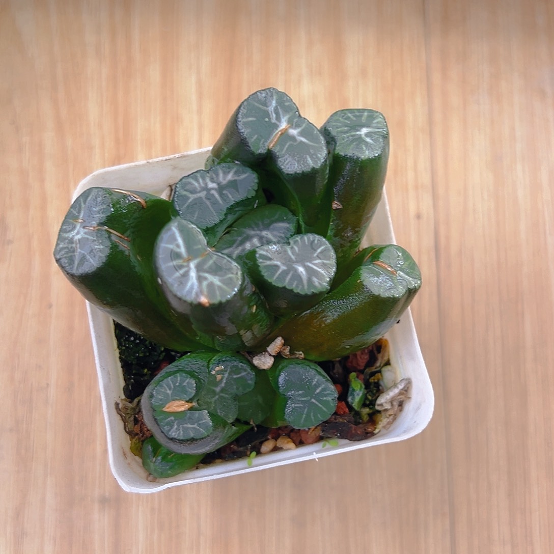 丽人万象多肉多肉多肉一颗