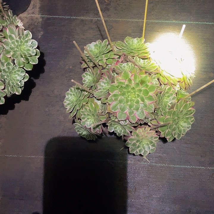 莲花座多肉植物034