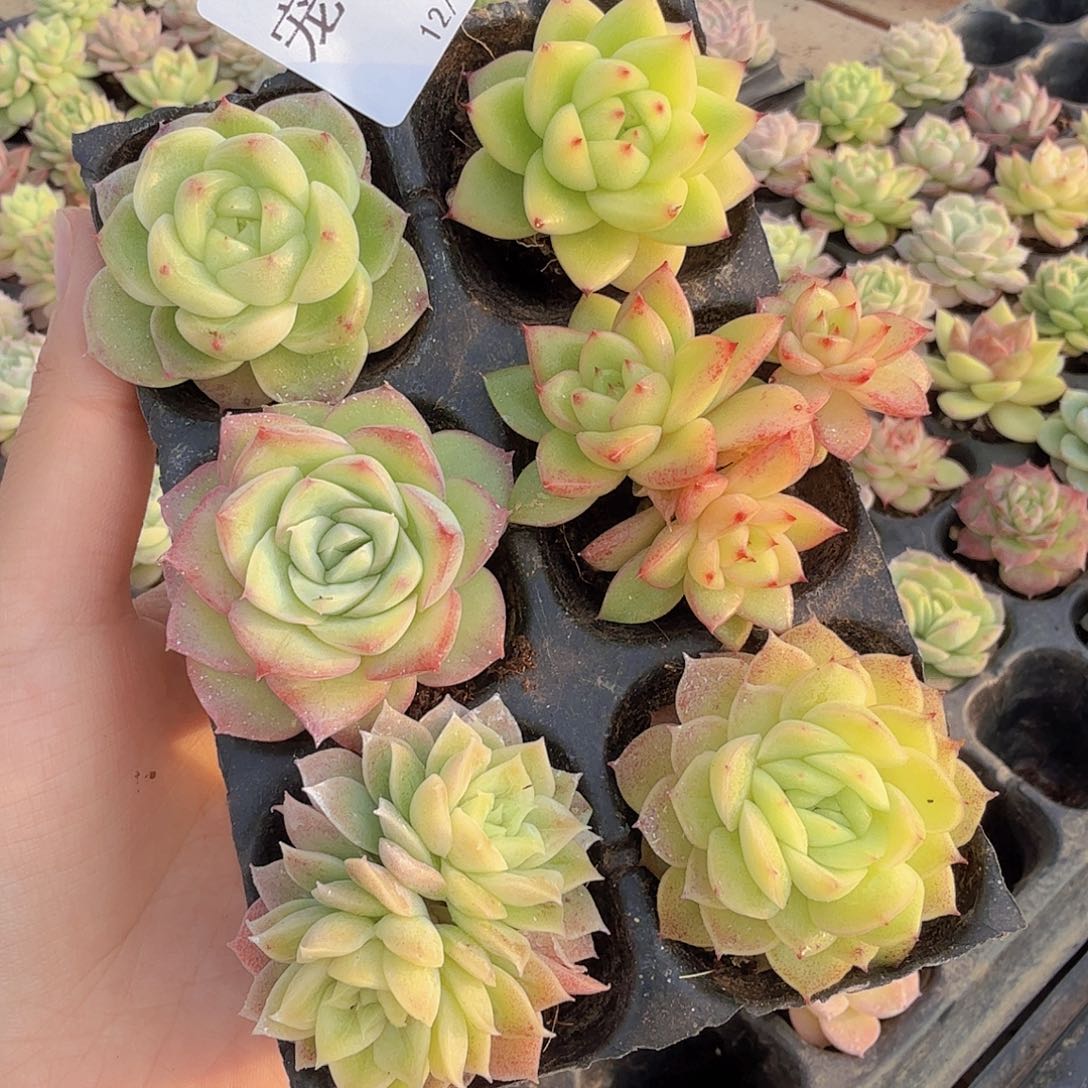 直播福利一物一拍191