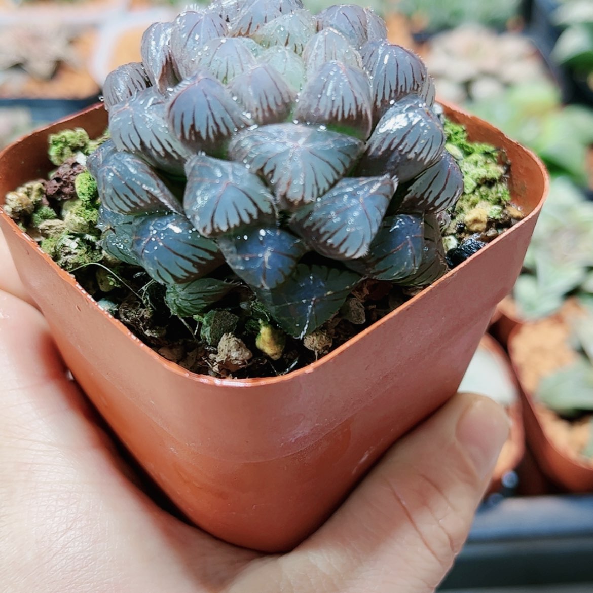 【闪购商品】蓝镜玉露