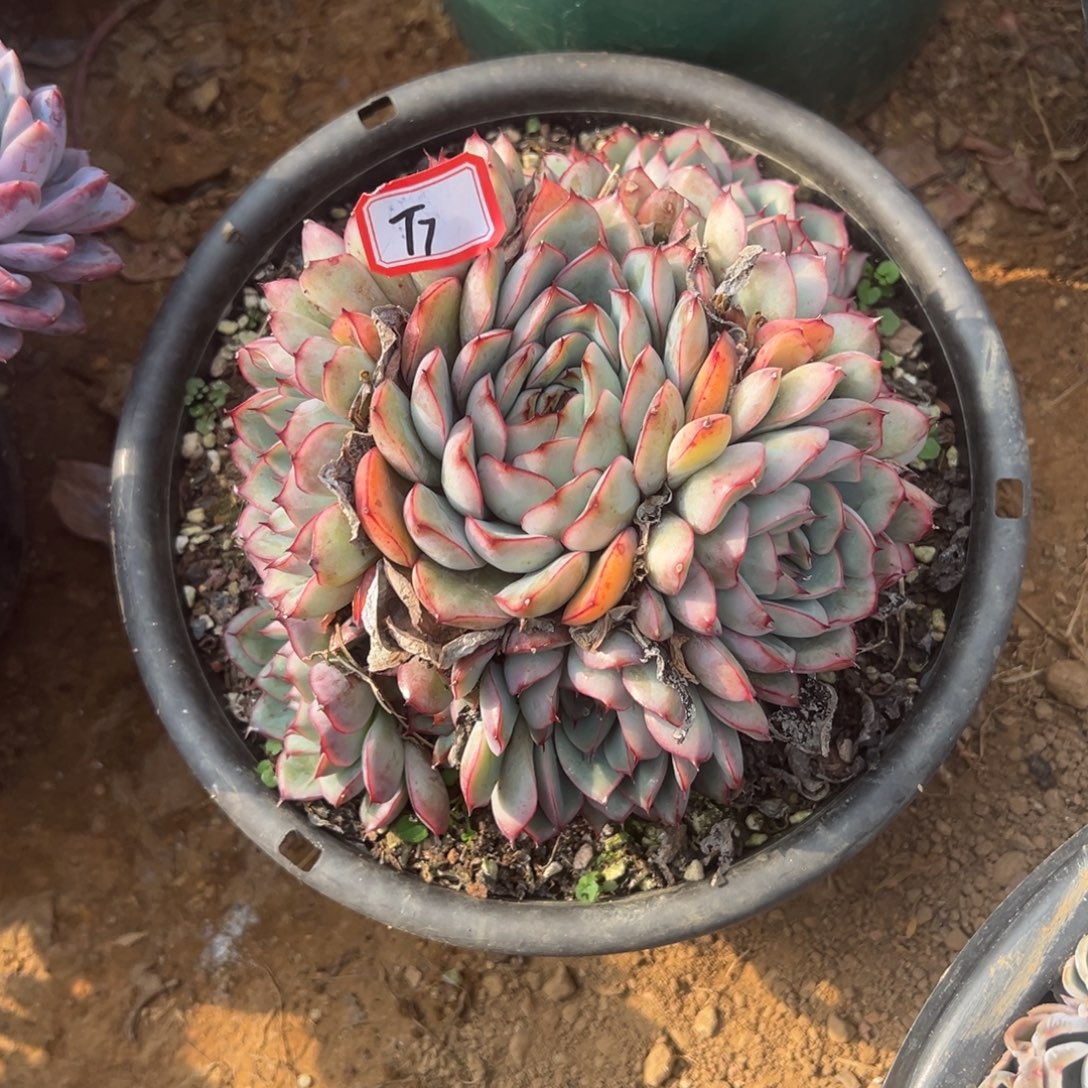 最***冬精品多肉植物老桩