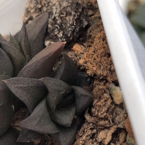 侧牙现砍无根哈哈哈哈哈