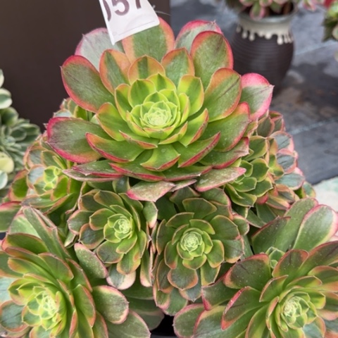 057奶白25厘米左右