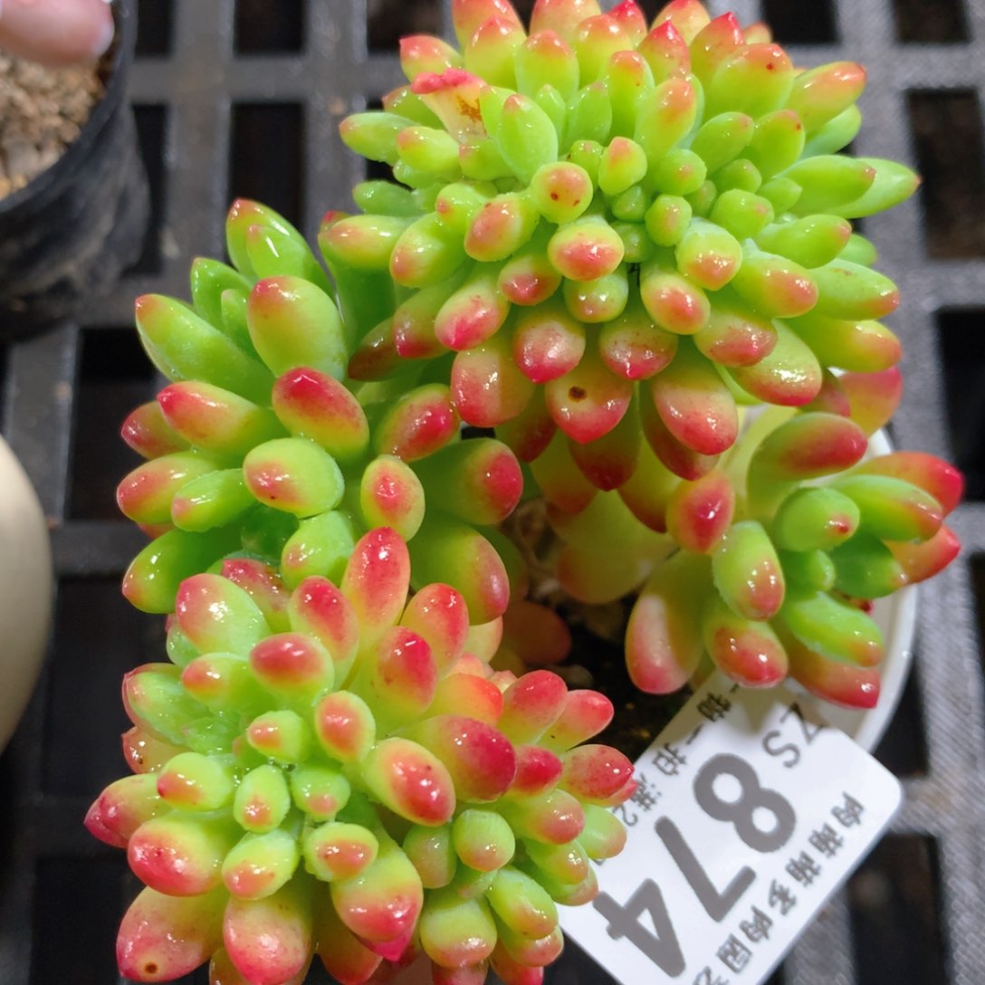 5CM拇指盆精控多肉ZS874