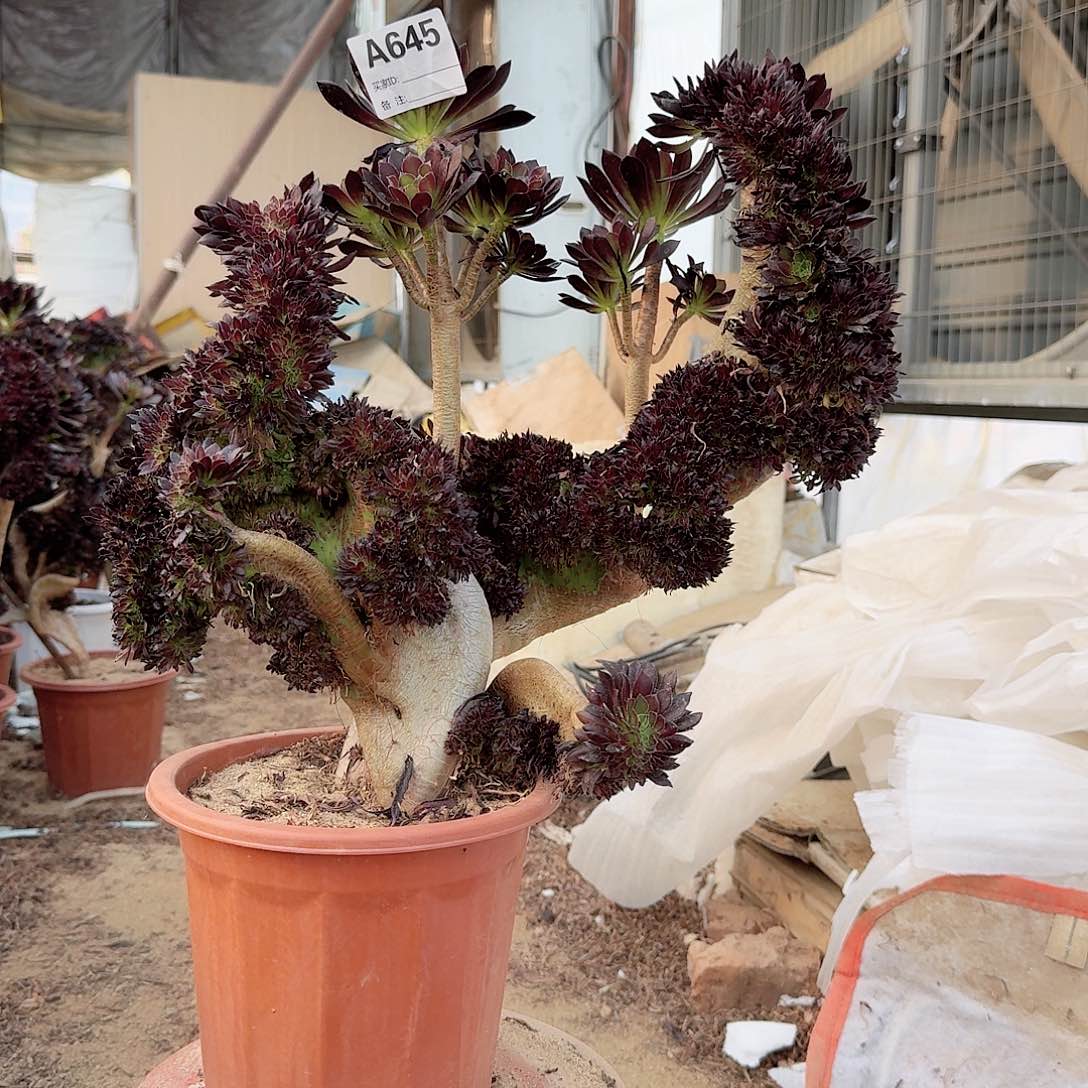 645黑法师一颗呀呀