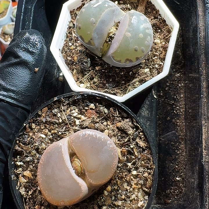 生石花11111111。105